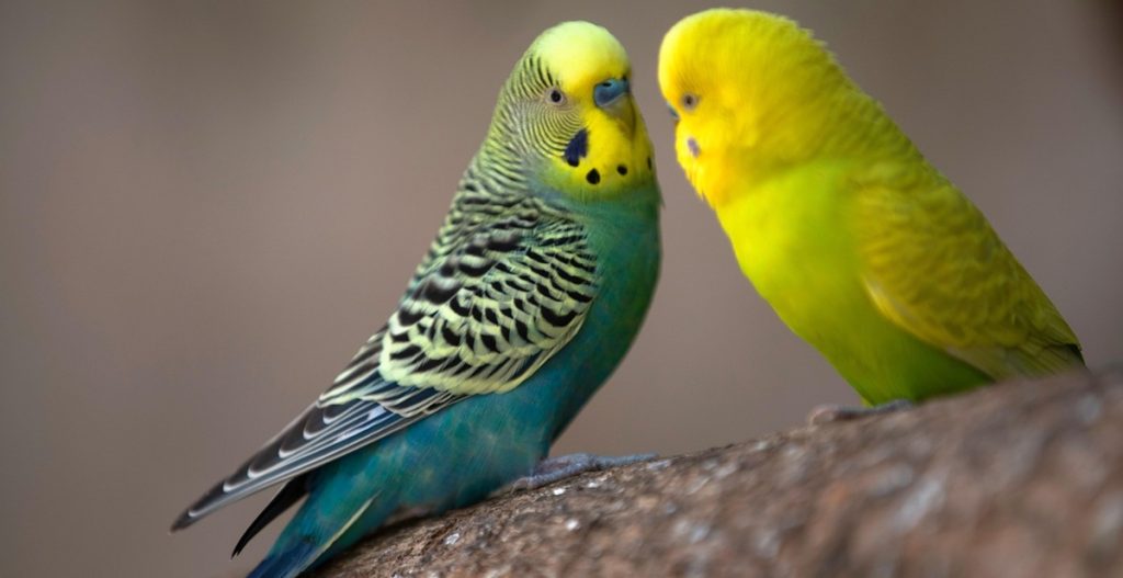 birds budgerigar
