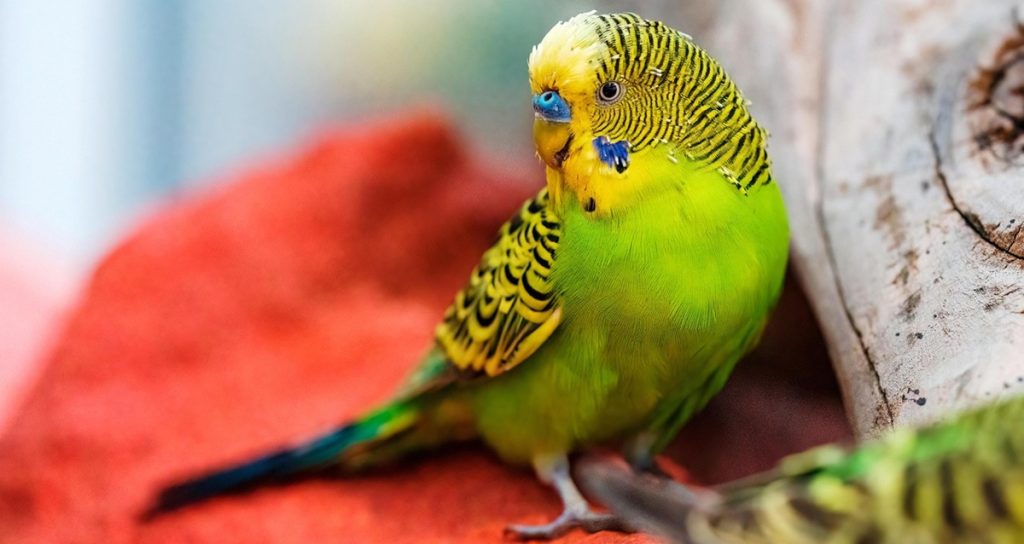 budgerigar, bird