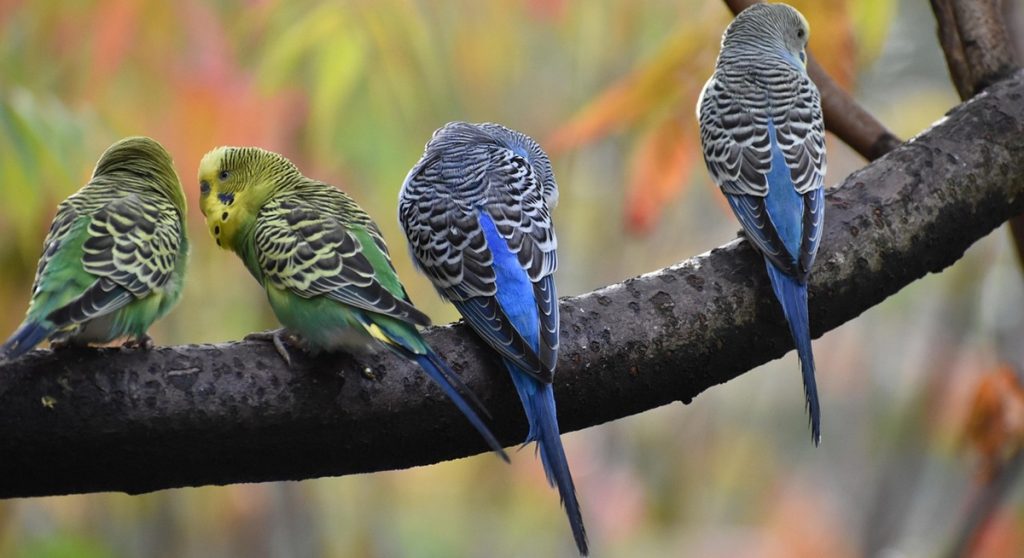 budgerigar, bird