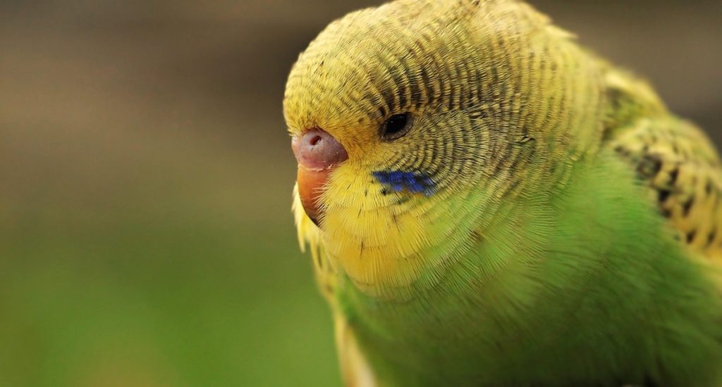budgie, bird