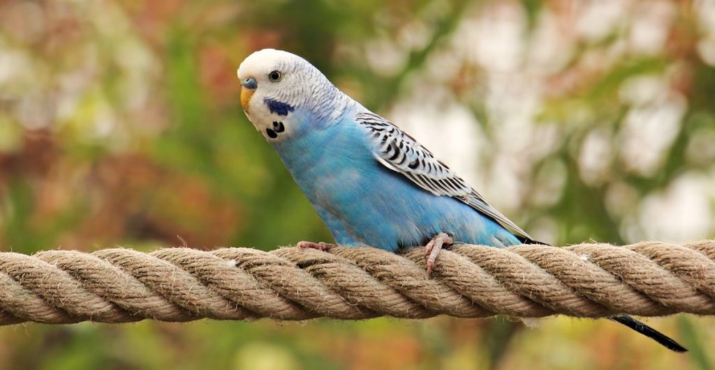 budgie, bird