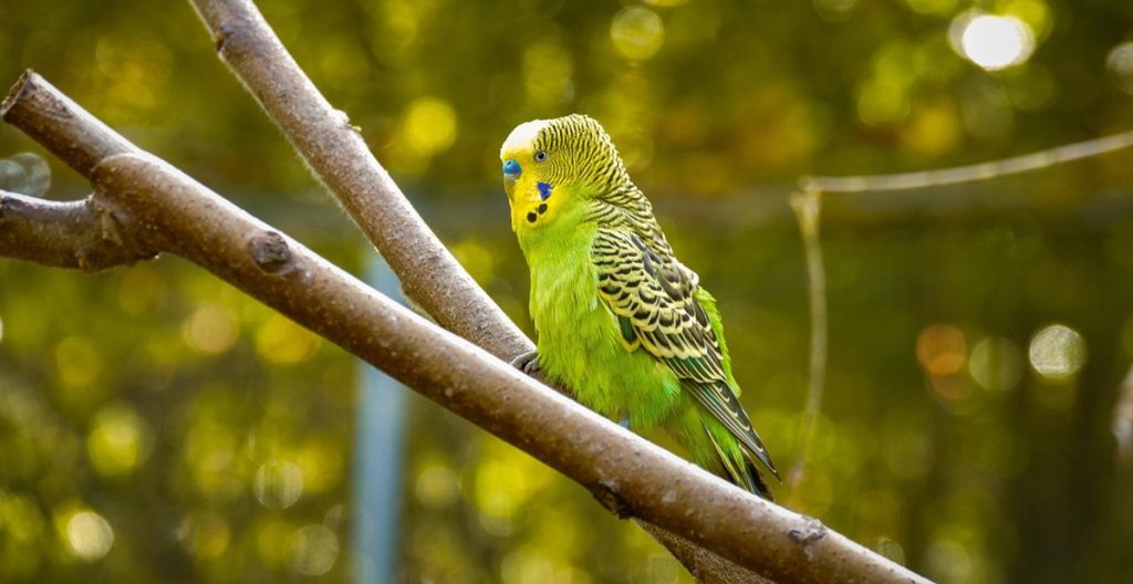 budgie-bird