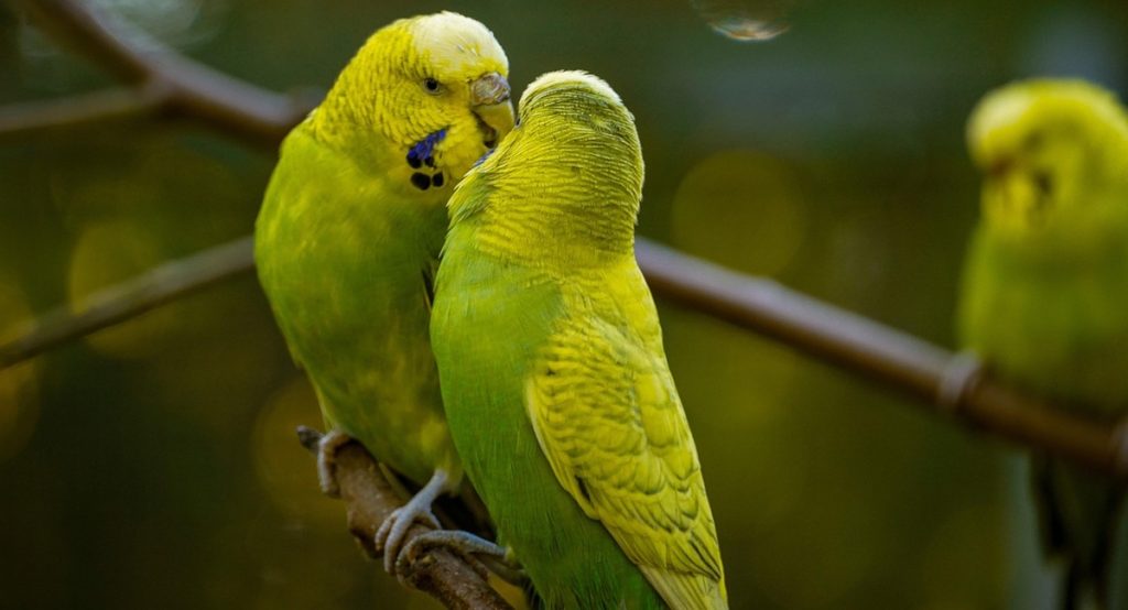 budgie-bird