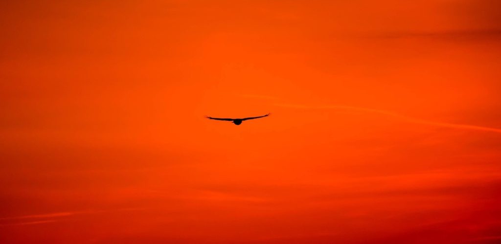 Bird sky flying