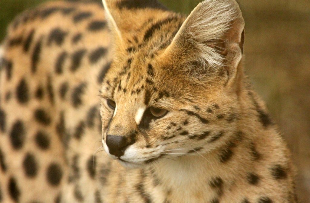 Serval