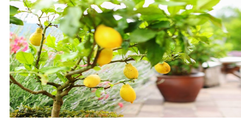 citron træ