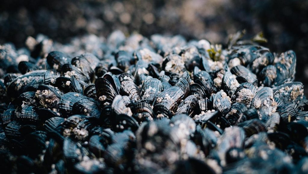 common-mussels, musling