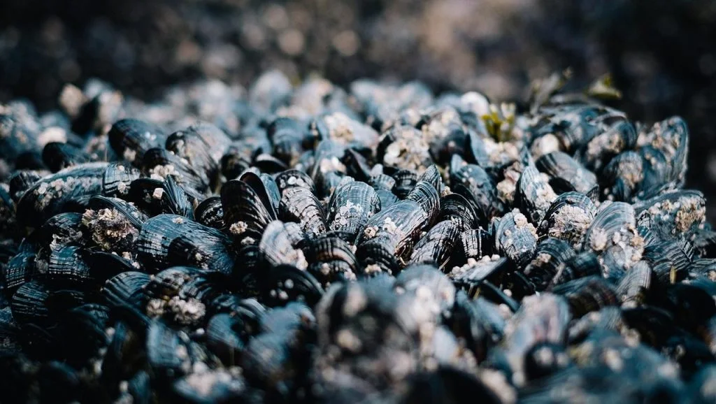 common-mussels, musling
