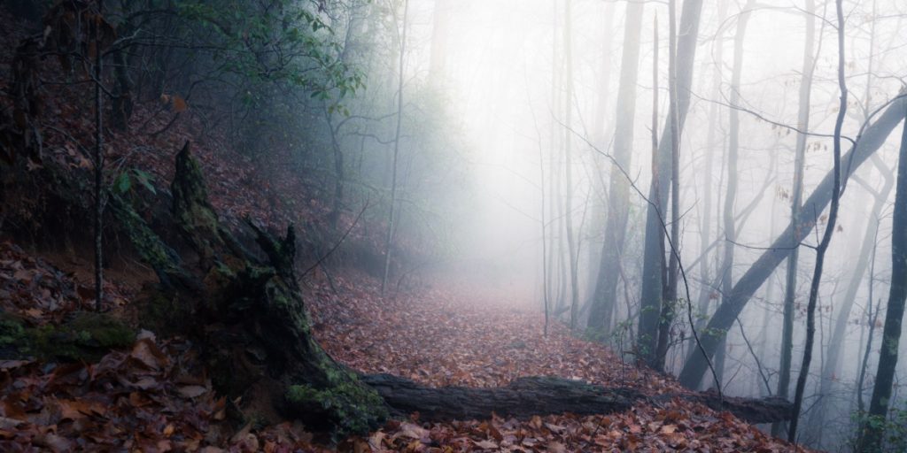 dark forest
