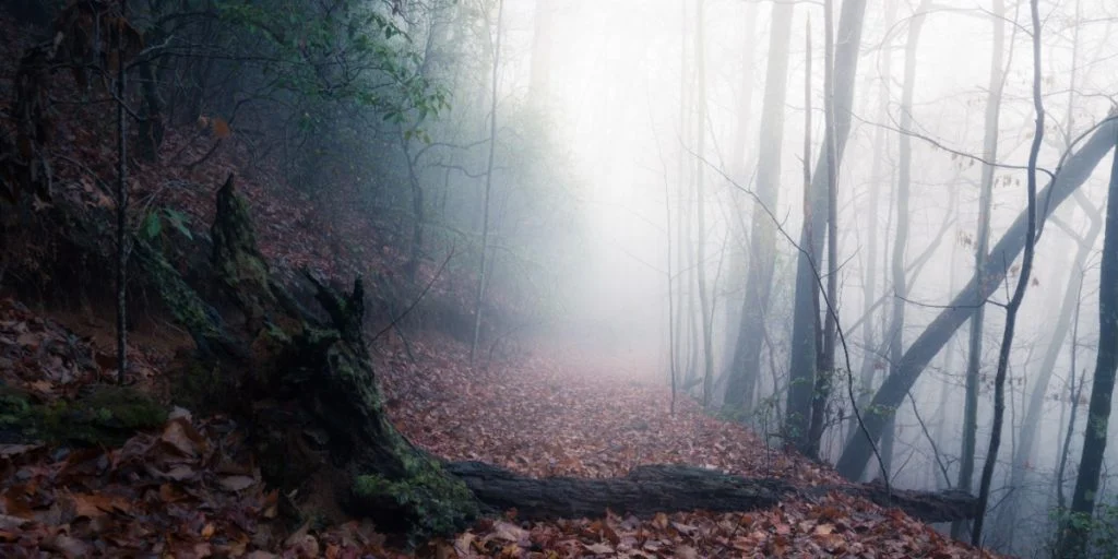 dark forest