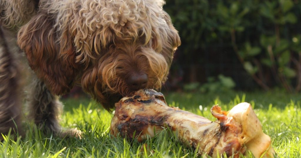 dog bone toy
