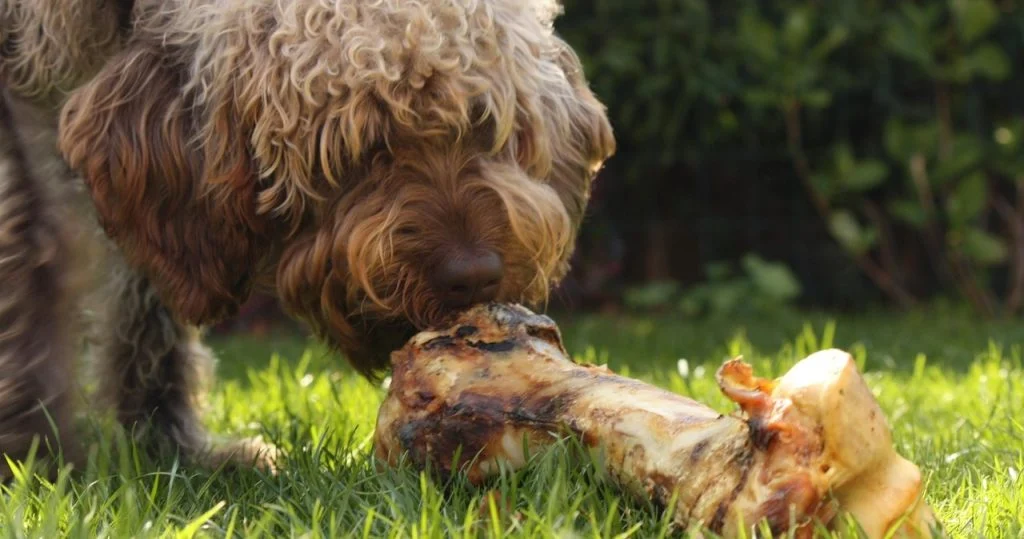 dog bone toy