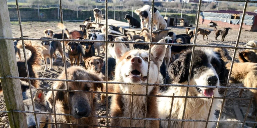 dog cage