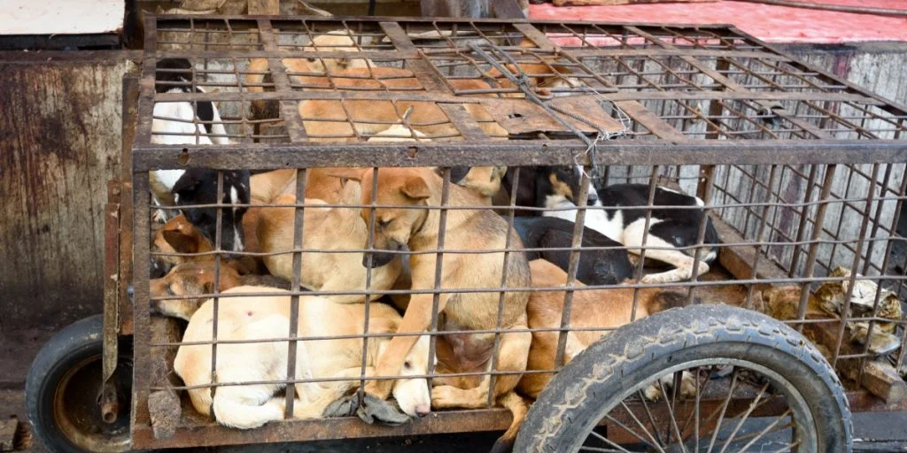 dog cage (3)