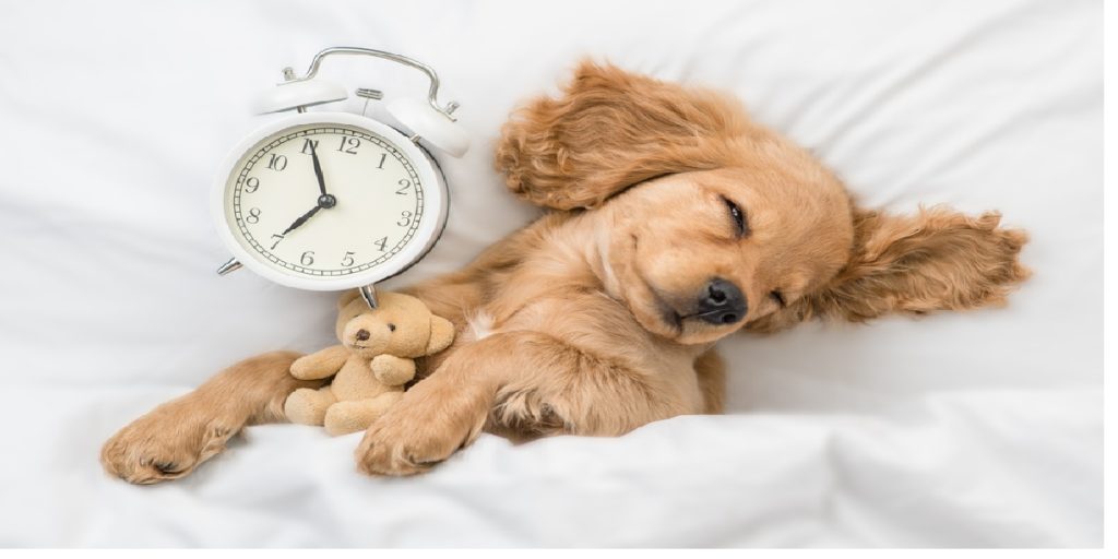 dog sleeping