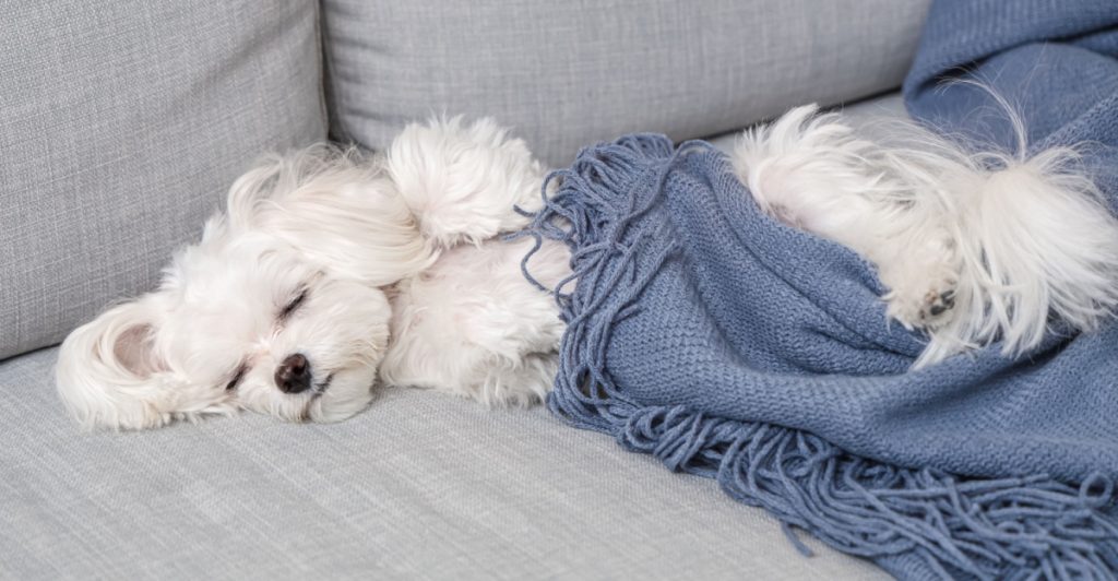 dog,sleeping,hund,sover