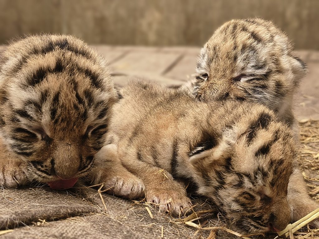 København Zoo, tiger, unger
