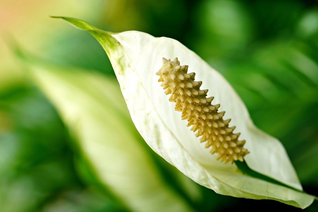 peace lily