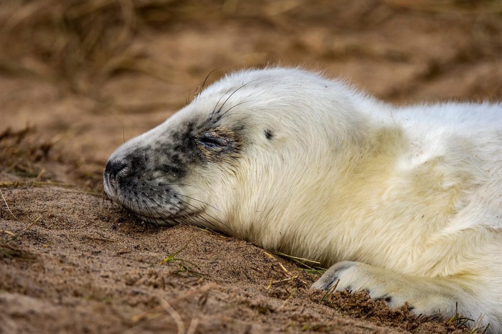 grey-seal