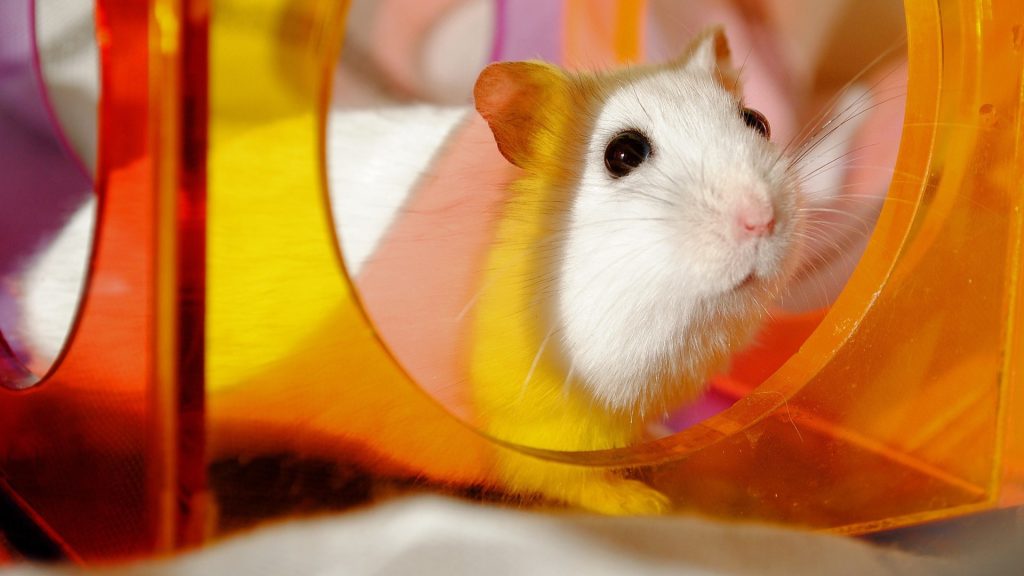 hamster