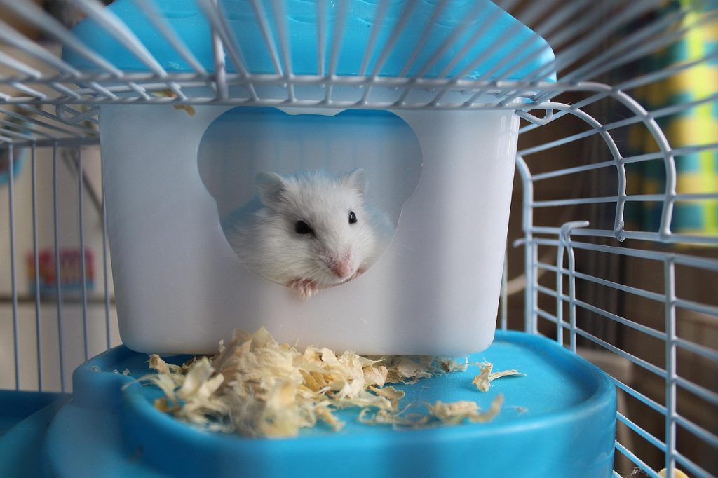 hamster