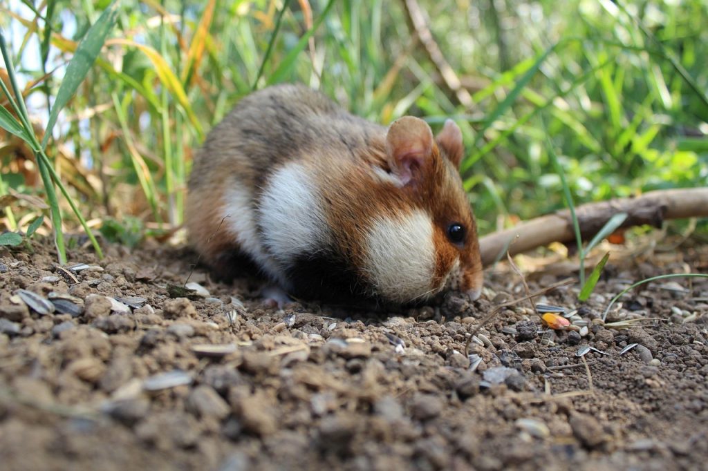 hamster