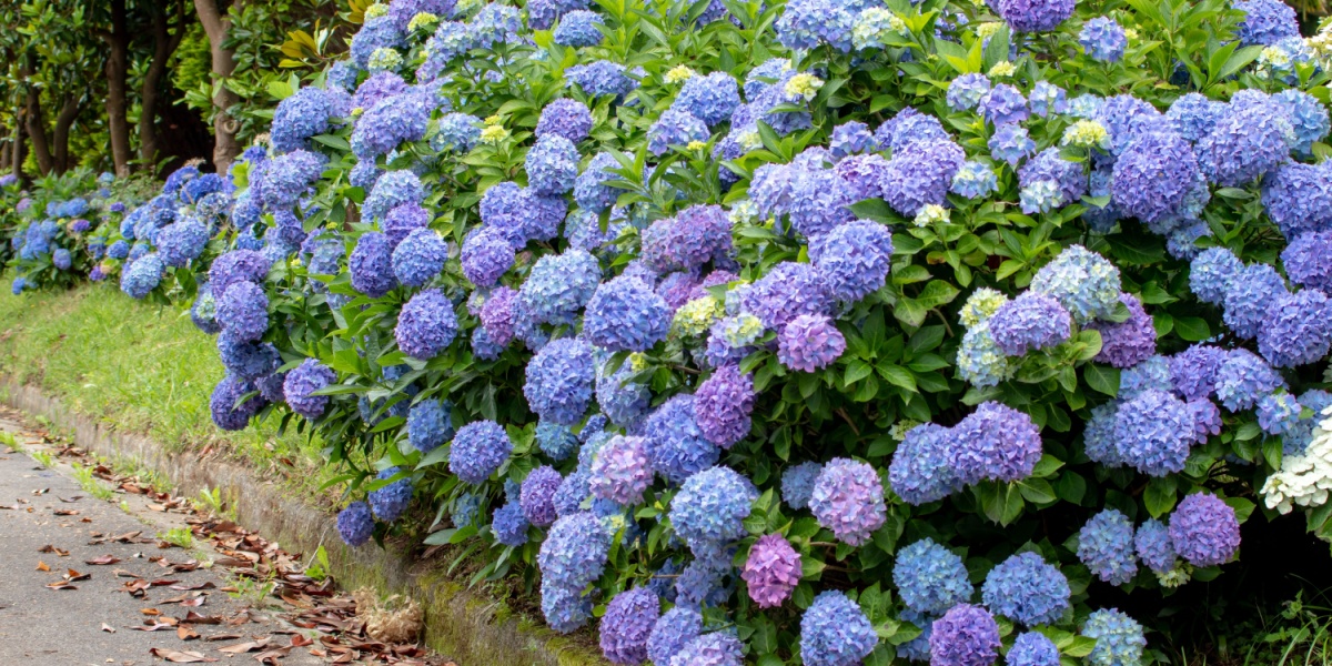 Hortensia