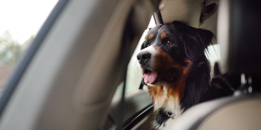 hund i bil, dog in car