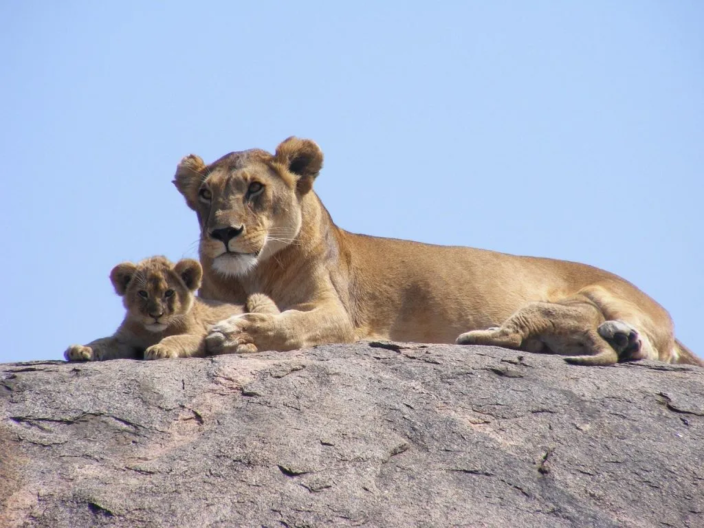 lion