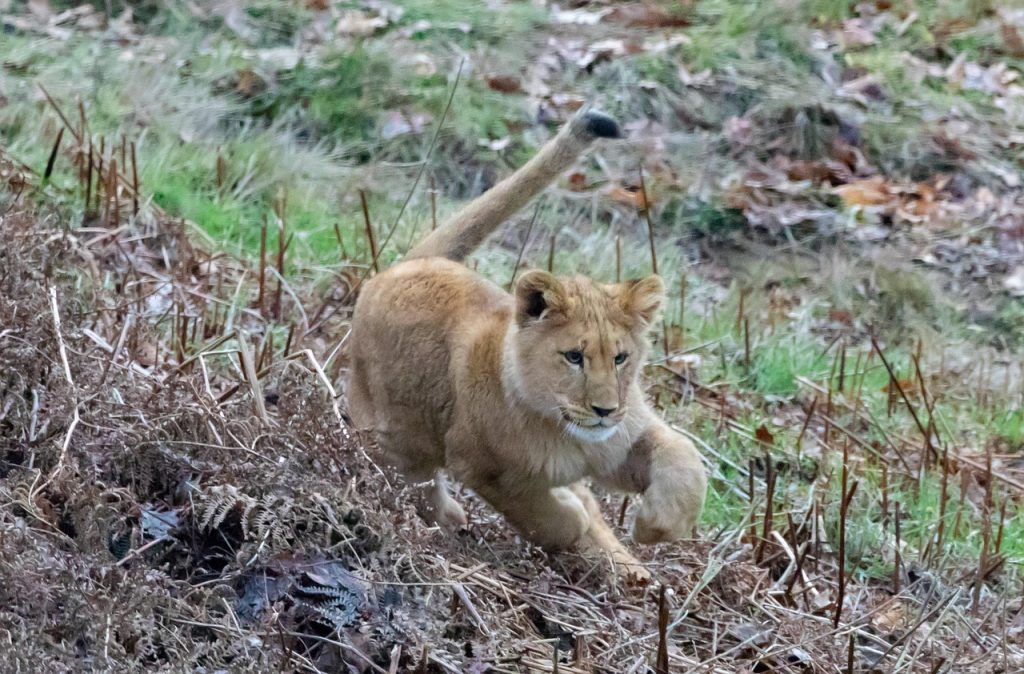 lion