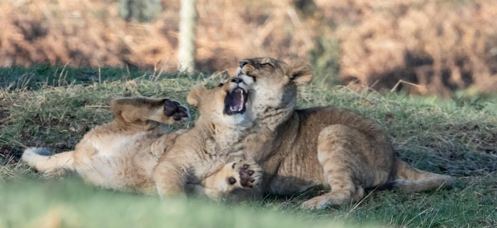 lion