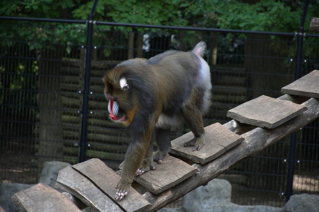 mandrill, abe