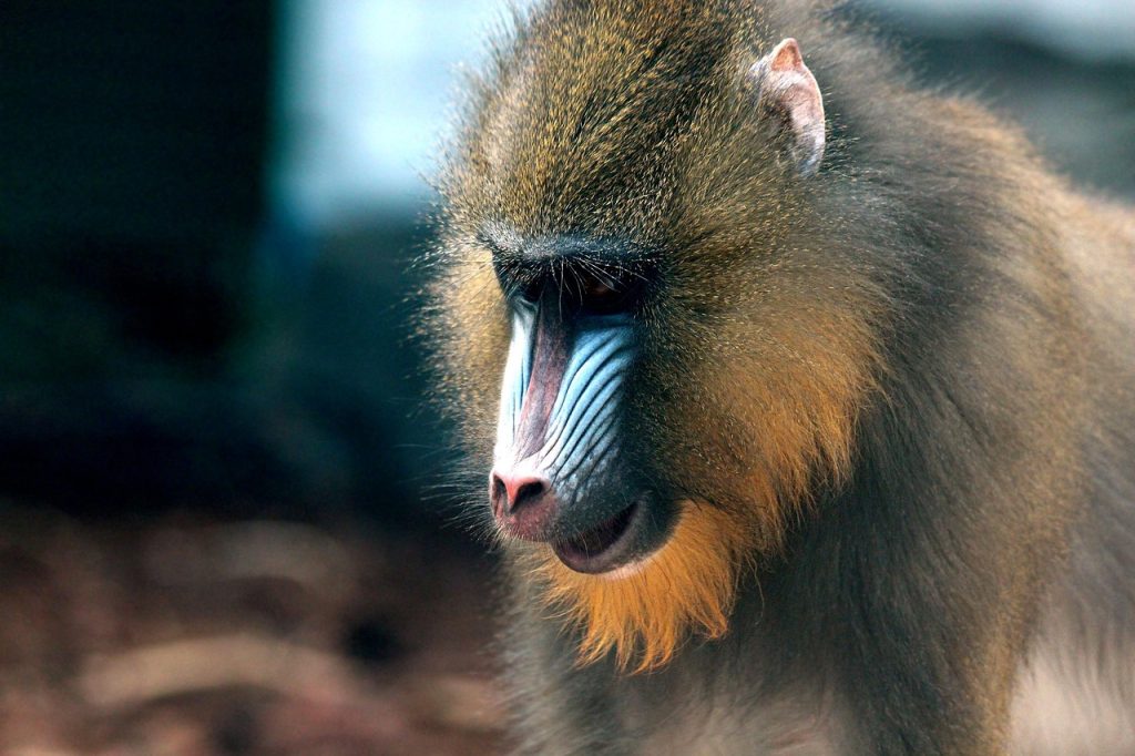 mandrill, abe