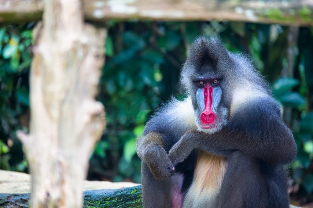 mandrill, abe