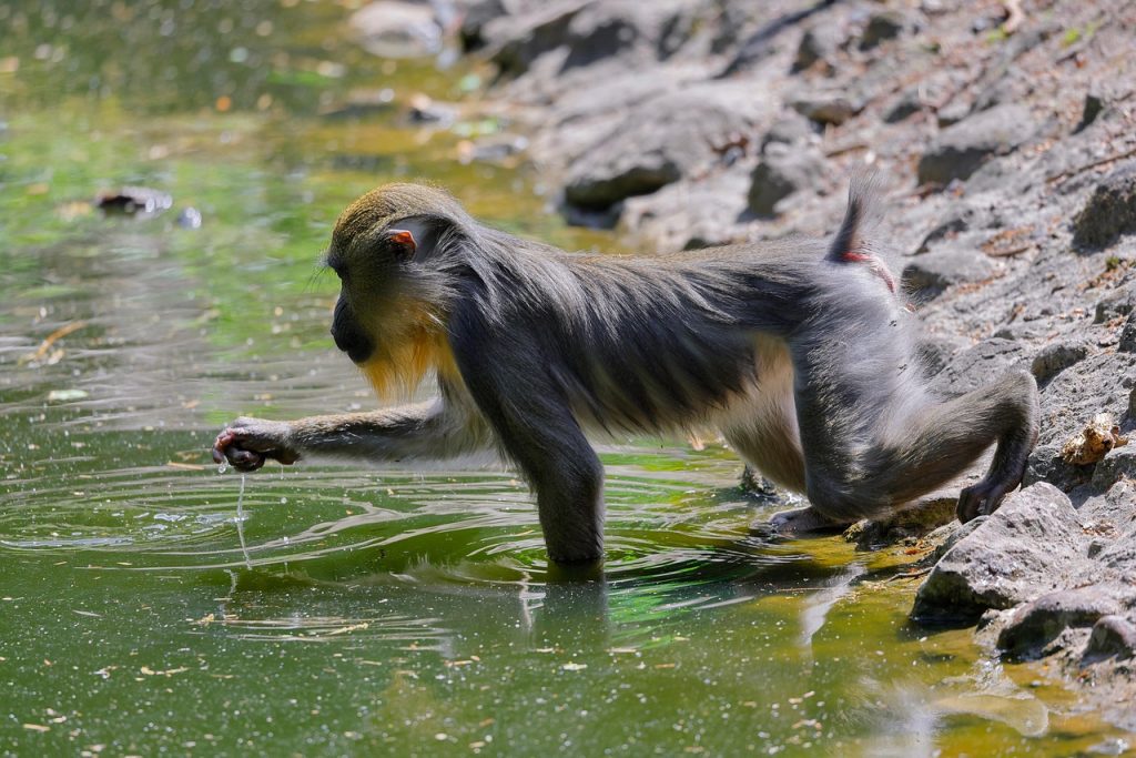 mandrill, abe
