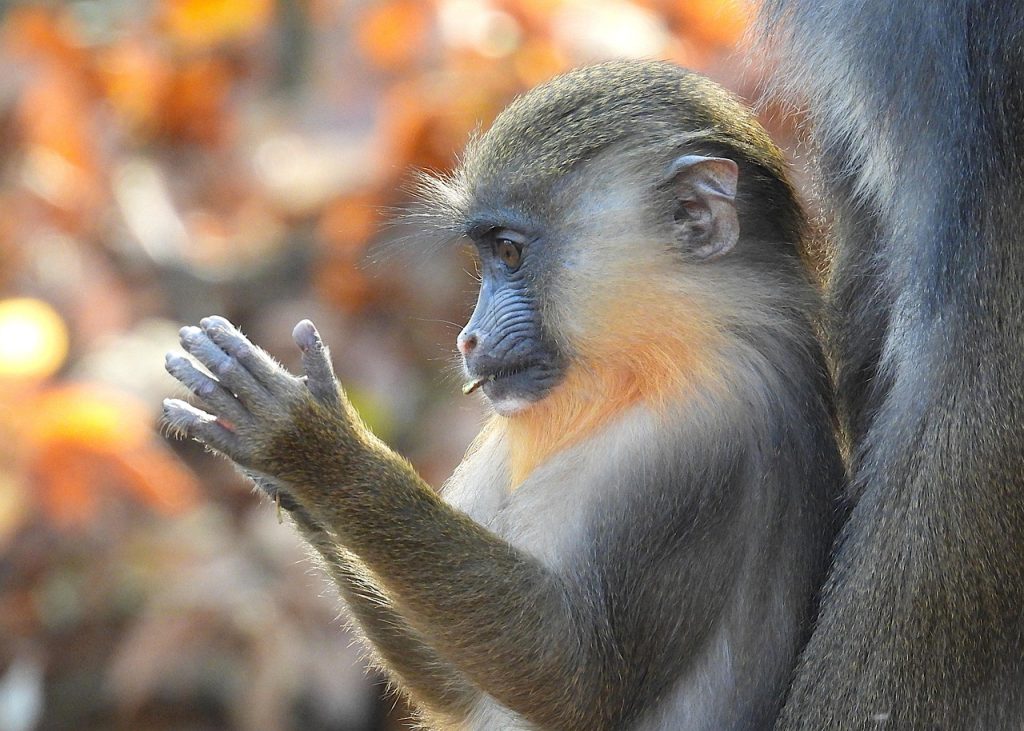 Schock im Tierpark Hagenbeck: Junger Affe stirbt im Kletternetz