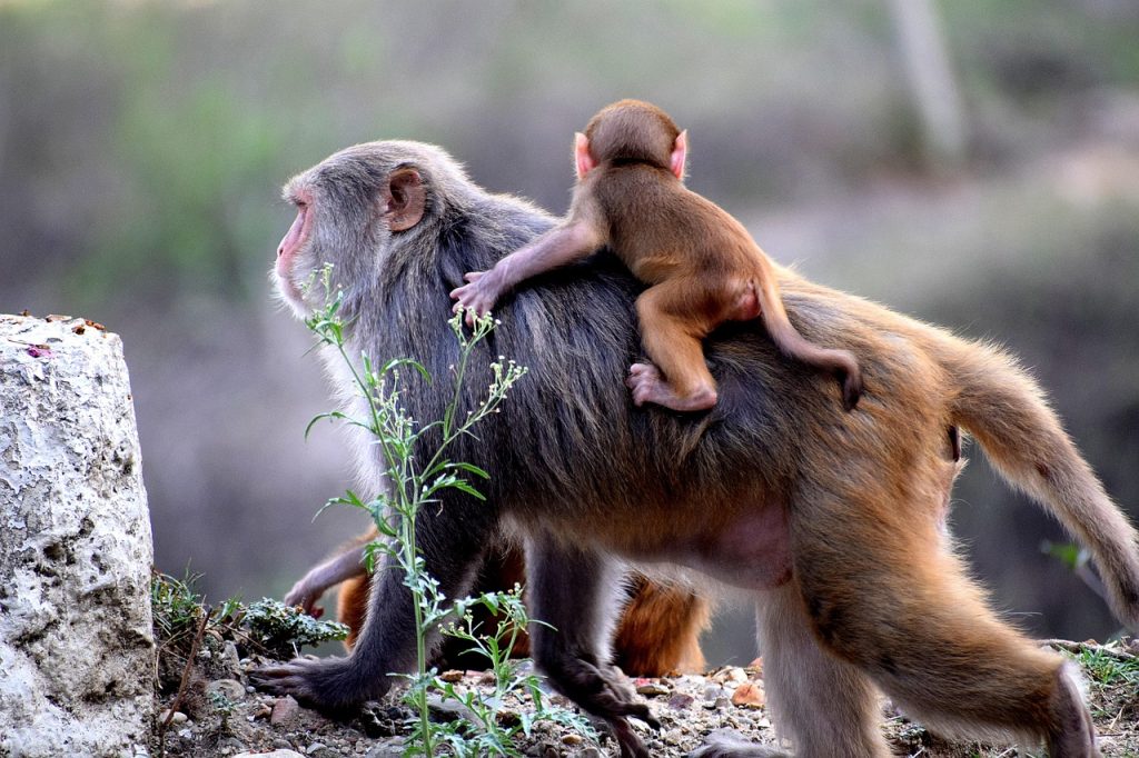 baboon, bavian