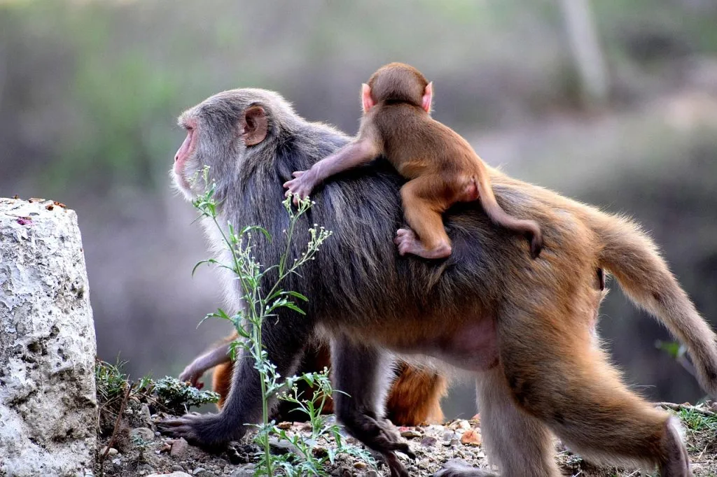 baboon, bavian