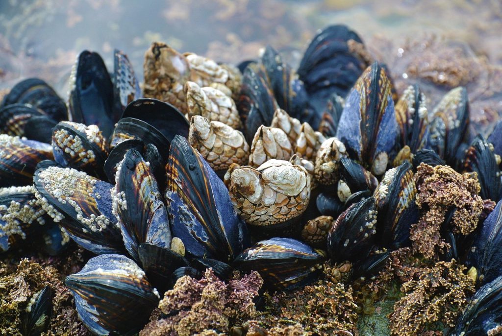 mussel, musling