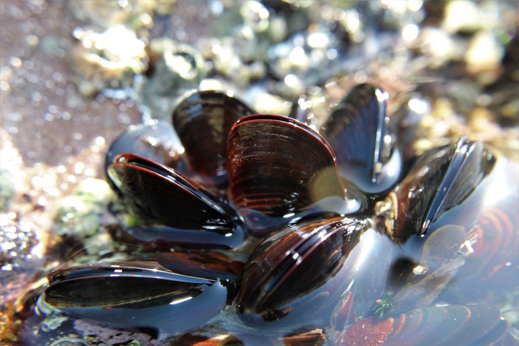 mussel, musling