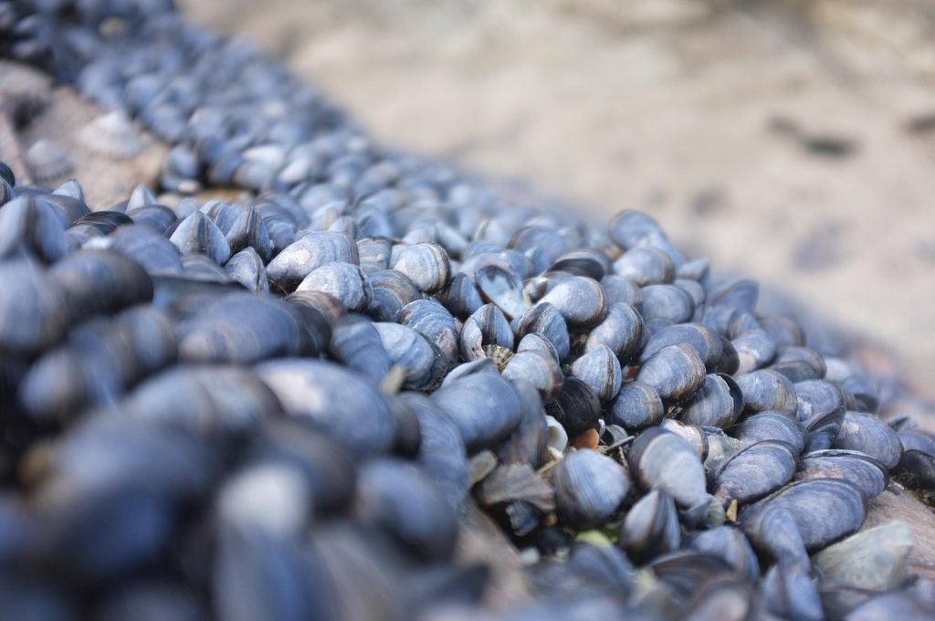 mussels-musling