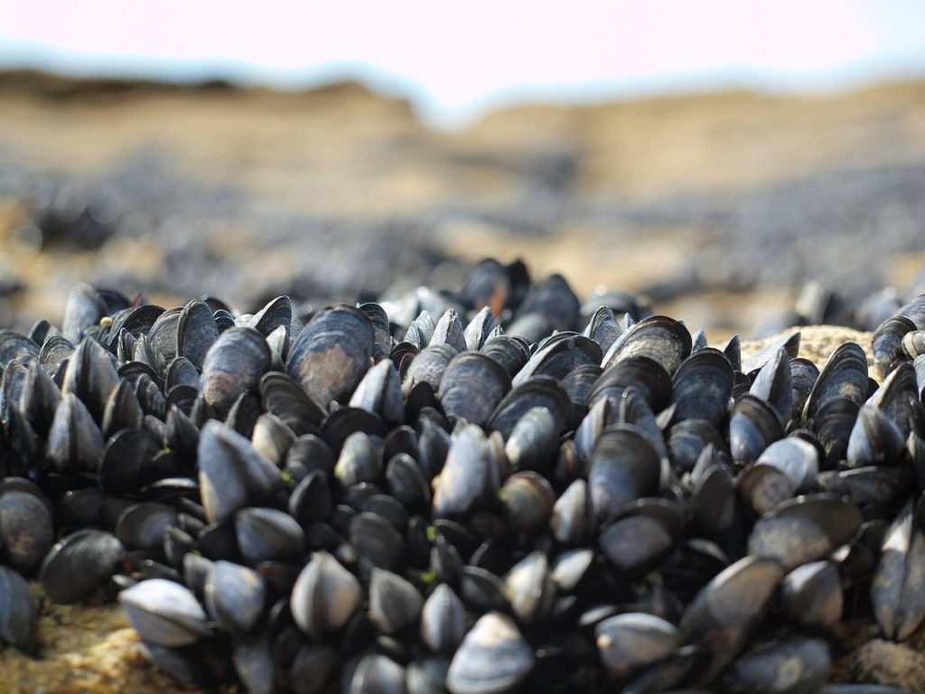 mussels-musling