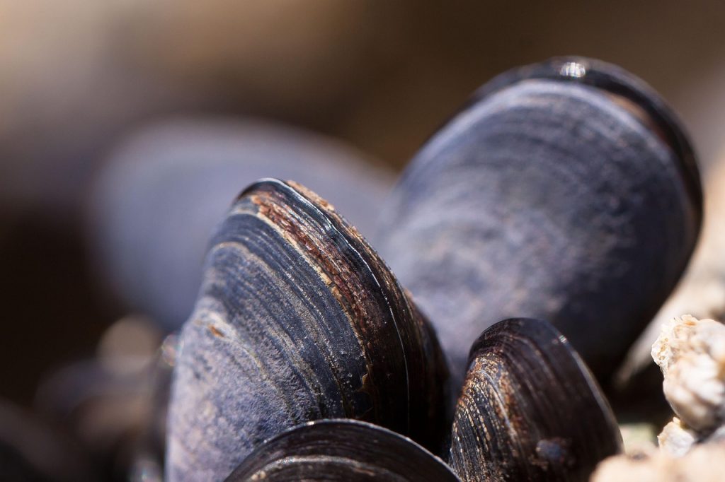mussels-musling