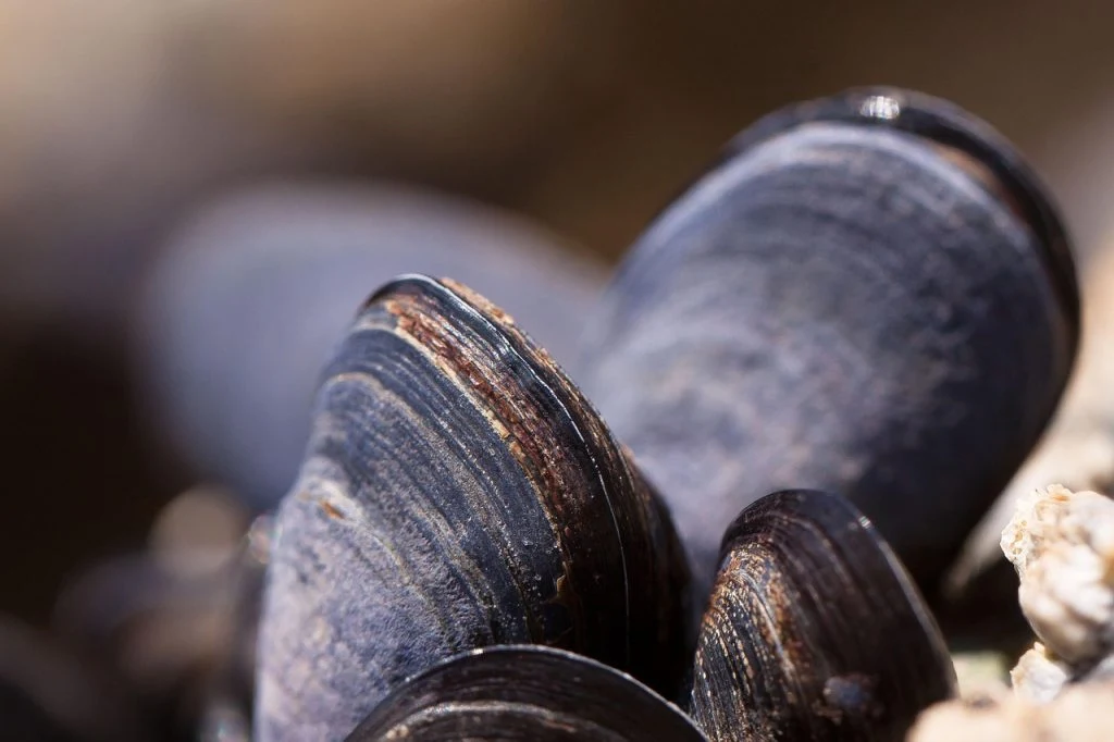 mussels-musling