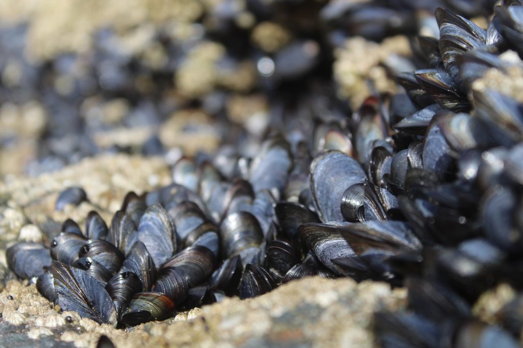 mussels-musling