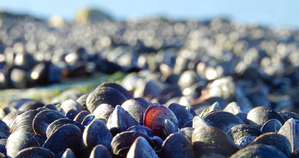 mussels-musling