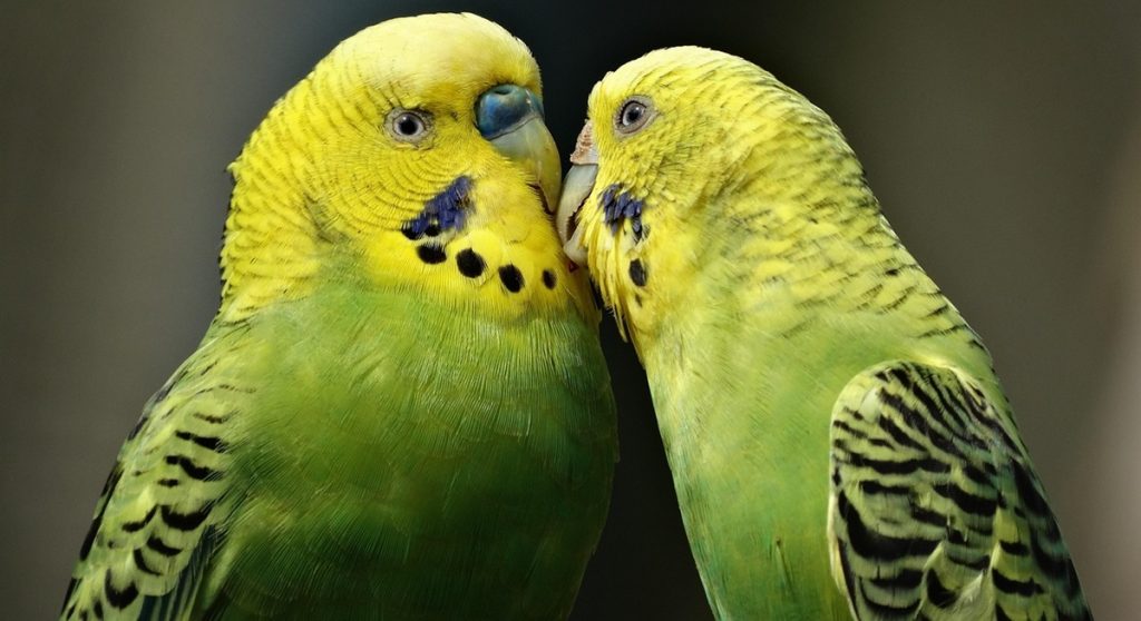 parrots birds budgerigar
