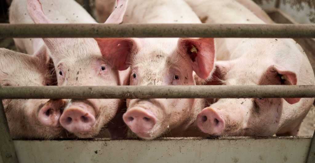 pigs,grise