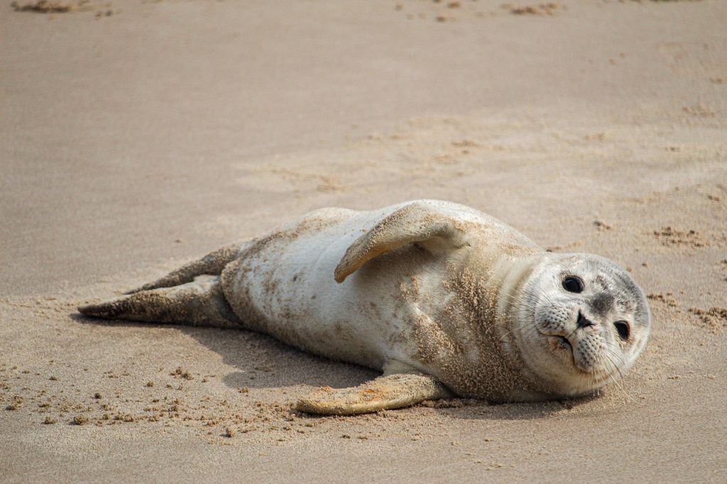 seal