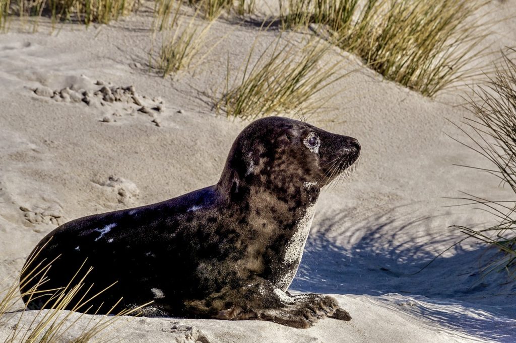 seal